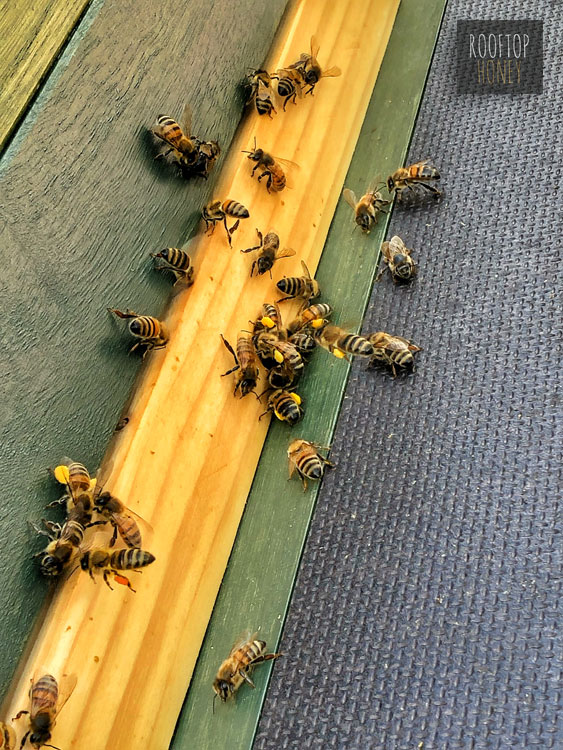 Bienen mit Pollenhöschen